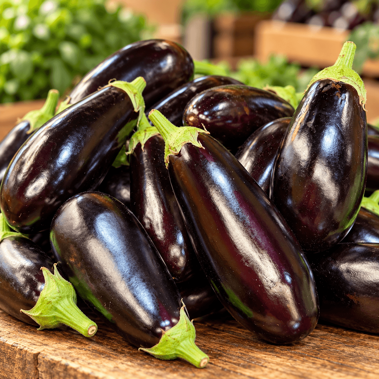 Aubergine